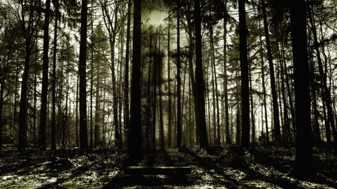Wald